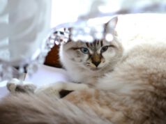 Huisdieren | Welke gordijnen of raamdecoratie is de beste keuze huisdieren, kat