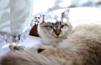 Huisdieren | Welke gordijnen of raamdecoratie is de beste keuze huisdieren, kat